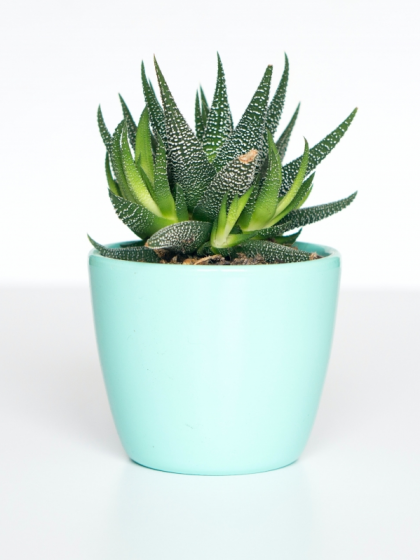 Snake Sansevieria